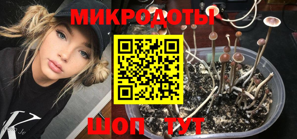 Псилоцибиновые грибы мицелий Сокол
